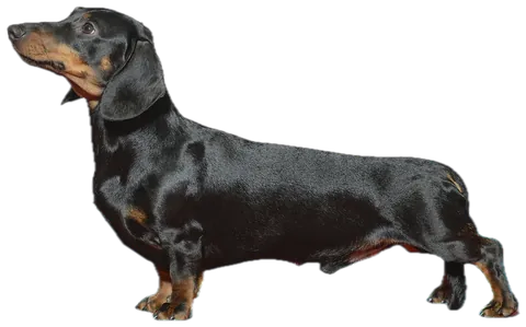 Dachshund (standard)
