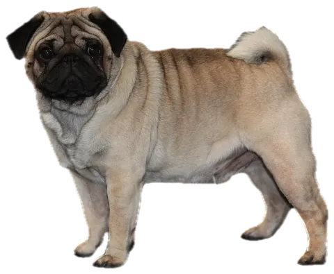 Pug