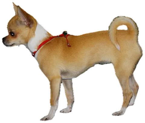 Chihuahua